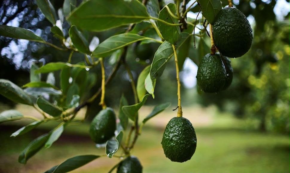 Aguacate - frutos en árbol